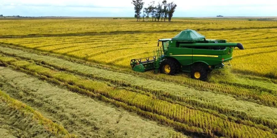 Colheita de arroz avança no Estado | Foto: Riela dos Anjos