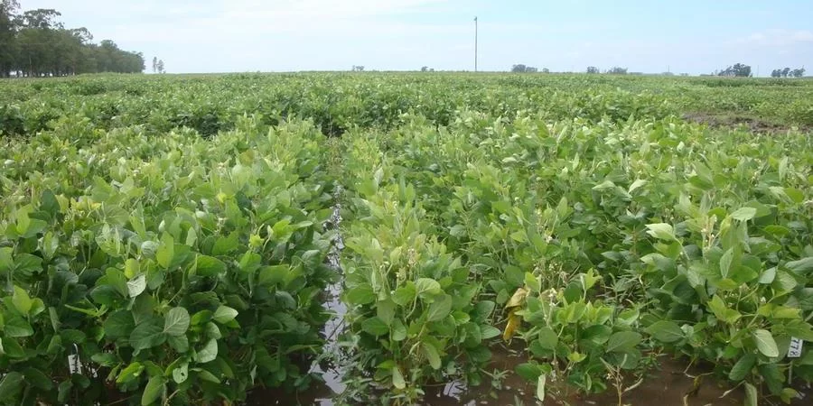 Excesso de chuva pode prejudicar qualidade da soja e diminuir produção | Foto: Ana Claudia Oliveira