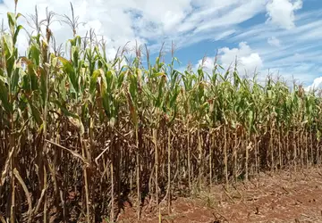 Colheita do milho chega a 68% da área plantada no RS
