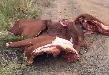 Carro roubado em Santa Maria é encontrado incendiado e carregado de carne bovina em São Pedro do Sul