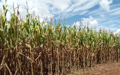 Colheita do milho chega a 68% da área plantada no RS