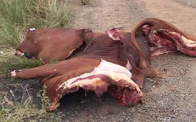 Carro roubado em Santa Maria é encontrado incendiado e carregado de carne bovina em São Pedro do Sul